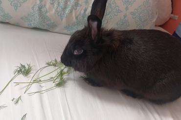A very starved bunny who definitely didn't get more dill earlier inhales dill then begs for more