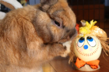 🌟Bunny Gets Ready For WORLD SERIES🌟