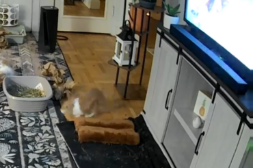 Caught Cappuccino flopping wrong