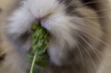 Apples favorite treat