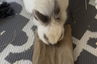 Update on the bag: I rubbed some nanner on it, and she just licked it off