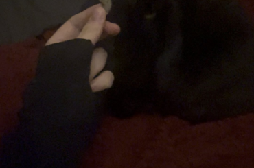 couldn't find the treat