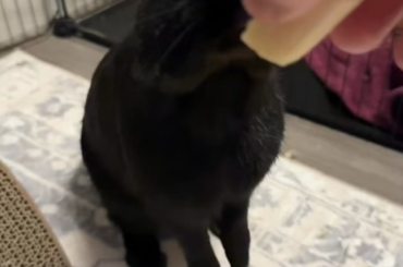 Unflattering video of Sesame eating a banana