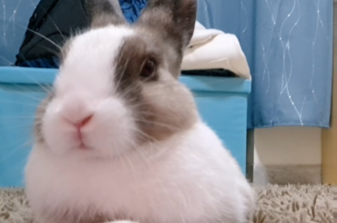 adorable bunny