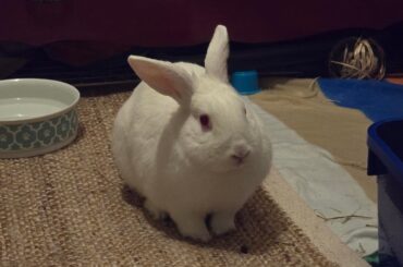 Aren't REW buns just the cutest 🥰