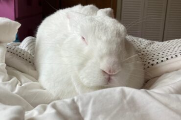 What’s your rabbits least favorite thing about you?
