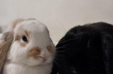 New bunnies advise pls 🐰