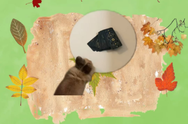 Tarot Readings with Bambi