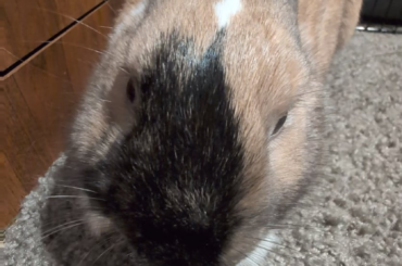 Is bun sick?? What is this about? Plz help!!!
