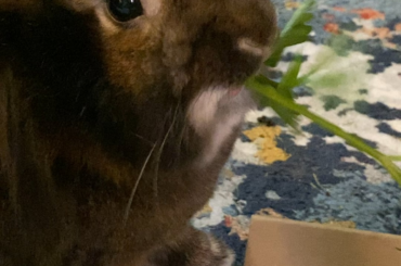 Just Crusher eating parsley