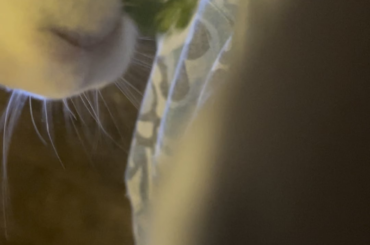 Munching mouf (at the end)