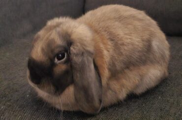 All praise the mini lop loaf