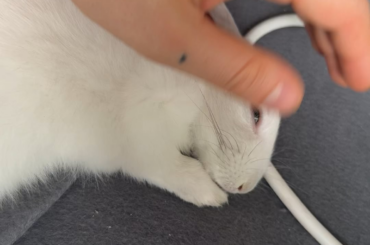 teef