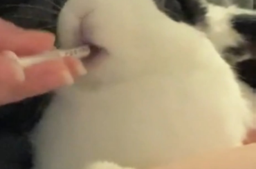 I did the trend with oreo, first clip he was just a baby!