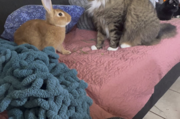 Comrade Bun and Comrade Bones