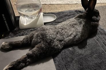 Can anybody give me suggestions about rabbit toys?