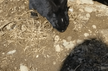 I spy with my little eye, a bunny digging for buried treasure! | #sparklegleamfarm