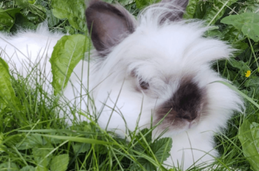 I need help with my rabbit
