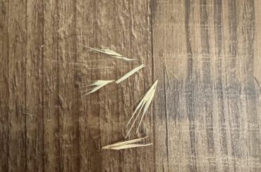 Are foxtails supposed to be in Oxbow Timothy hay?