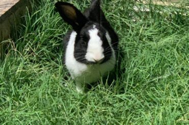 rabbit for adoption