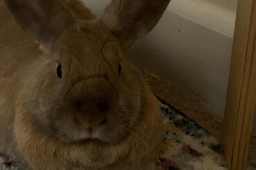 Please pray for Carrot I woke up and he’s refusing to eat and is hiding . Gave him gas drops and pain meds