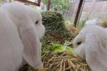 Just some buns eating