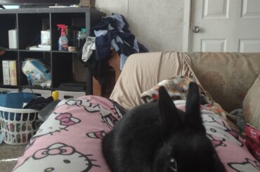 I got surgery yesterday and this is me and bunbun chilling together