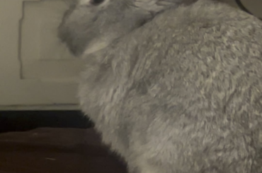 My baby Thomas 🐰