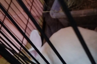 loud demanding bunny :((