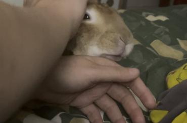 The only time Honey cuddles is when it’s bedtime. She demands loves and needs my other hand to be by her so she can give loves back.