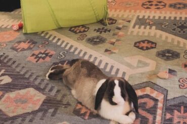 Advice for cutting bun toenails?