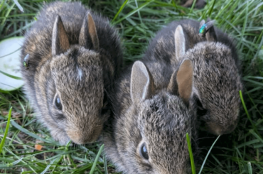 wild cottontails bunnies