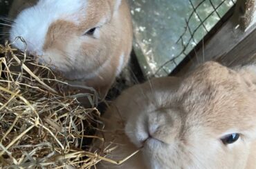 Worried about my bunny getting  lonely after his brother passed
