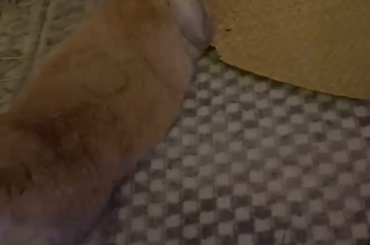 Literally the happiest bun on the planet