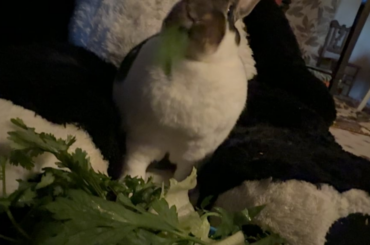 Mexico rabbit peeps?