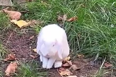 One happy bunny photobombing