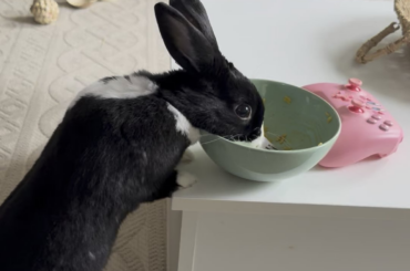 “I’ll be taking that, thanks!” … (I left an apple core in the bowl and she somehow promptly discovered it)