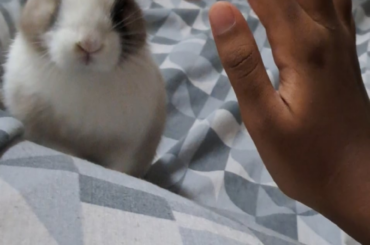 happy bunny