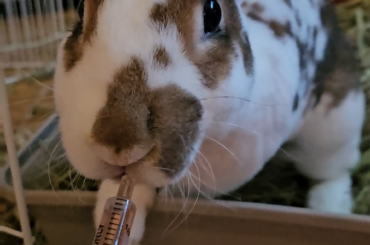 Shes the easiest pet to medicate