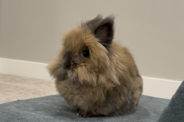 Her cute little antenna ears