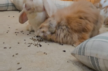 Two wonky buns and a tripod