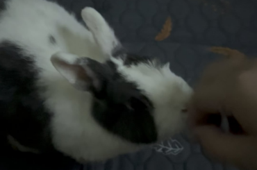 New rabbit progress