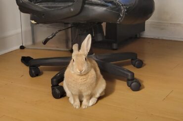 every night when im on my phone in bed Cheddar sits under my chair and stares at me like this