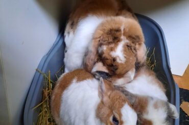 Youngest confused when grooming brothers