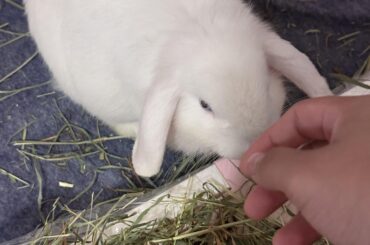 Please help! (Pain meds after spay)