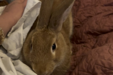 Wet buns