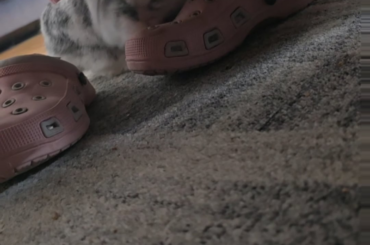 Do not disturb the croc keeper
