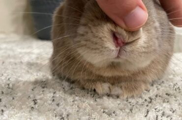 My rabbit has a weird outgrowth blocking his nostril