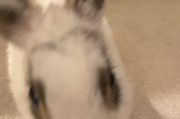 Miss Bug eats a flower