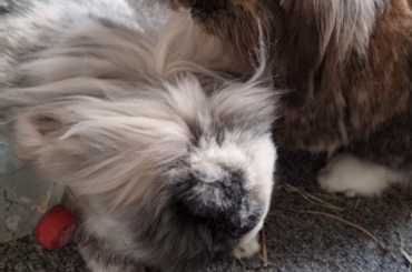 Spirit just came back from a sedation procedure at the vets and Sienna (brown) has decided to fix his smell for him